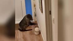 Seal breaks into New Zealand home, traumatizes family cat