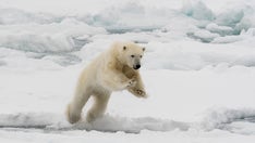 Husband leaps onto polar bear that lunged at wife in surprise attack: police