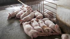 African swine fever vaccine use halted in Vietnam after pig deaths