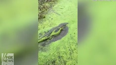 Texas alligator stuns viewers on Facebook with its stealthy, slippery moves
