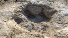 Dinosaur tracks unearthed in Texas state park as drought dries river