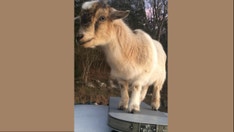 Goat caught eating Alabama deputy's paperwork after sneaking into vehicle