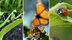 Good luck omens! Why the praying mantis, butterfly and ladybug are thought to bring good things