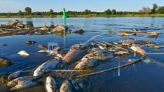 Poland deploys troops to clean up environmental disaster as thousands of dead fish wash ashore river
