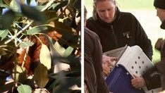 Red panda discovered in fig tree after it fled from Australia zoo