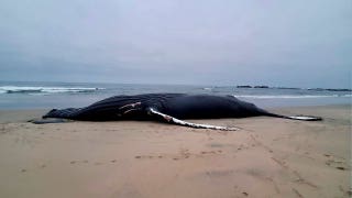 Calls mount to stop energy project as more whales wash up dead