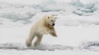 Husband Fights Off Polar Bear to Save Wife