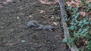 If you see a squirrel sprawled out on the ground, here’s what you need to know