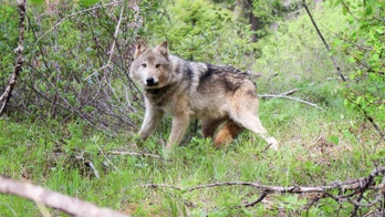 Wildlife officials are suing federal officials over missing deadline to decide protections for gray wolves