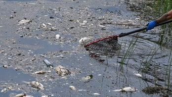 What killed tons of fish in European river? Mystery deepens