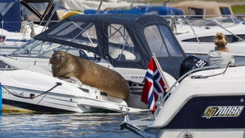 Norway officials euthanize beloved wild walrus, citing risk to humans