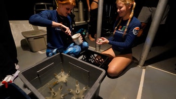 Miami scientists, students are looking to develop hybrid coral reefs