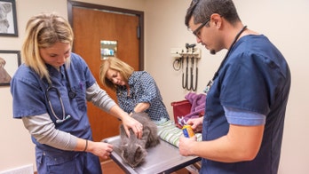 USDA is scattering millions of rabies vaccine packets from helicopters