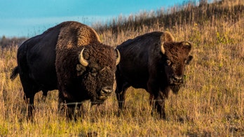 UK woman attacked by bison at Custer State Park speaks out: 'His hooves were right over my head'