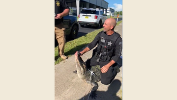 Florida middle school students greeted by alligator during drop-off