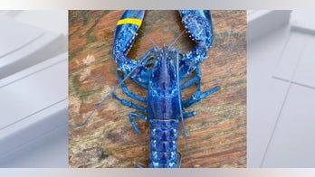 Fishermen catch rare blue lobster off coast of Maine, crustacean will live in family restaurant's tank