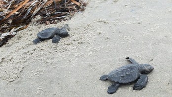 12 sea turtles treated at Georgia wildlife center released off state's coast