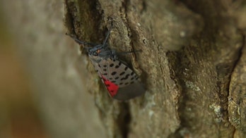 Spotted lanternflies found in Ohio put Lake Erie wine producers on high alert