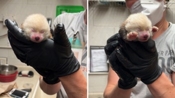 Michigan zoo welcomes an endangered red panda cub: 'Valuable addition'