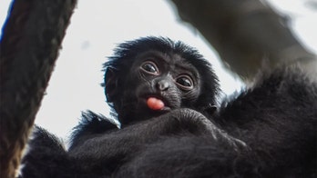 Virginia Zoo wants help naming baby siamang