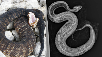 Miami Zoo x-ray shows python and its transmitter inside cottonmouth snake