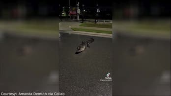 3-legged alligator in Florida unexpectedly goes viral on TikTok: 'Definitely shocking'