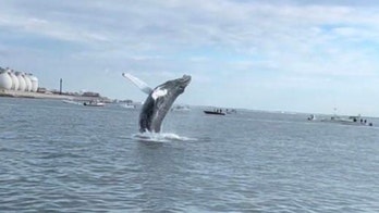 Humpback whale spotted breaching waters of Boston Harbor