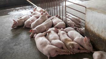 African swine fever vaccine use halted in Vietnam after pig deaths