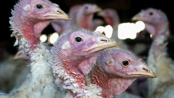 Near record number of US chickens and turkeys are dying from avian flu