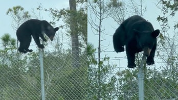 Bear caught on camera scaling Air Force base's barbed wire fence