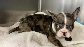 Repeat offender arrested for abandoning sick puppy in dumpster: California police