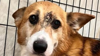 Corgi survived shot to the head in Pennsylvania: 'lucky to be alive'