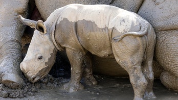 Southern white rhino born at San Diego Zoo: 'Full of energy'
