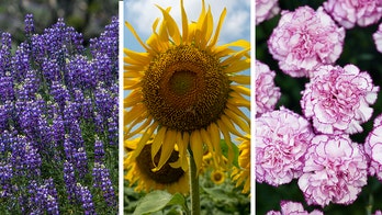 State flower quiz! Can you match these beautiful flowers with their correct states?