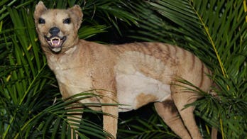 Scientist want to resurrect the extinct Tasmanian tiger