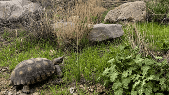 California desert parks still undergoing flood damage repairs