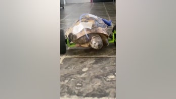 Eddie the tortoise, attacked by a wild animal, gets a set of wheels after a double amputation