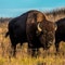 UK woman attacked by bison at Custer State Park speaks out: ‘His hooves were right over my head’