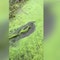 Texas alligator stuns viewers on Facebook with its stealthy, slippery moves