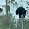 Bear caught on camera scaling Air Force base’s barbed wire fence