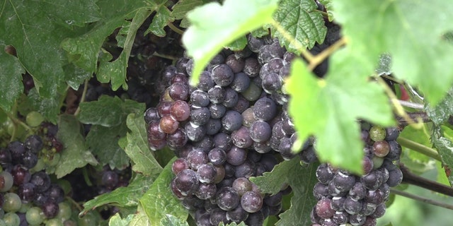 The spotted lanternfly reportedly feeds on the sap of more than 70 plant varieties but poses a specific threat to grape vines and other fruit baring plants.