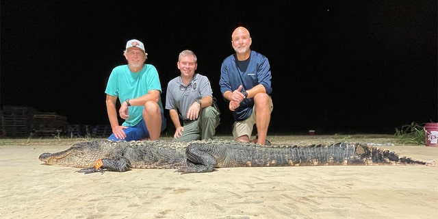 The alligator broke the Mississippi state record for longest female alligator. The gator is pictured with Ricky Flynt, the MDWFP’s alligator program coordinator (far left) and alligator hunters Jim and Richie Denson. 