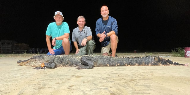The alligator broke the Mississippi state record for longest female alligator. The gator is pictured with Ricky Flynt, the MDWFP’s alligator program coordinator (far left) and alligator hunters Jim and Richie Denson.