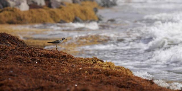 A bird stands on seaweed covering the Atlantic shore in Frigate Bay, St. Kitts and Nevis, on Wednesday, Aug. 3, 2022. Scientists in Israel reported on their "seaweed aquaculture" study in the journal Marine Drugs. 