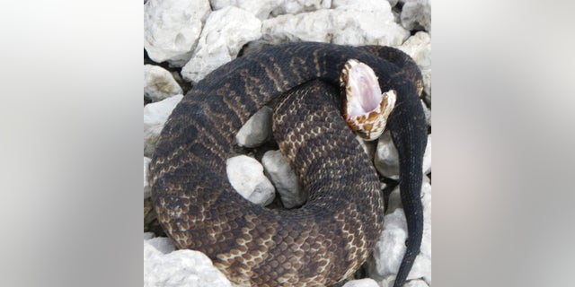 Cottonmouth snake in the Florida Everglades.
