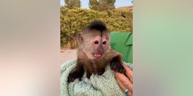 A monkey at a zoo in California alerted authorities Saturday evening after dialing 911 on the zoo's cellphone.