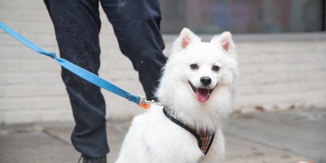 This pup rescued by officers with the NYPD is now enjoying himself again.
