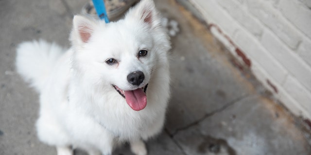 This sweet dog — an American Eskimo dog — was trapped in a hot car in Manhattan for approximately 24 hours. It took the dog a month to recover and to be available for adoption.