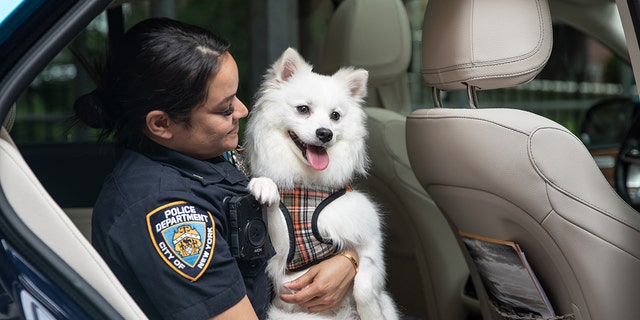 Officer Aruna Maharaj, one of the NYPD rescuers, holds Snow, who was removed from a hot car in June. Maharaj has since adopted Snow.