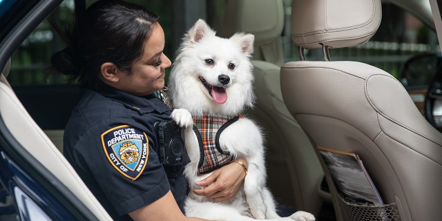 Officer Aruna Maharaj, one of the NYPD rescuers, holds Snow, who was removed from a hot car in June. Maharaj has since adopted Snow.